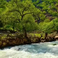 فروش یونجه خالص دشت زرین