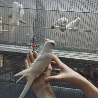 جوجه عروس هلندی وات فیس آلبینو و و لبینو