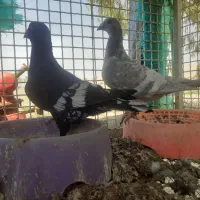 کبوتر طاوسی نر و ماده