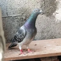 پلاکی. مسافتی