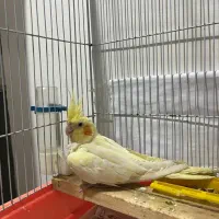 عروس پاریس|پرنده|اهواز, کیانپارس |دیوار