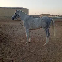 شادگان