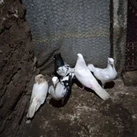 طوطی کوتوله وکبوتر|پرنده|اطاقور, |دیوار