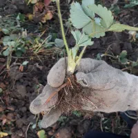 نهال توت فرهنگی کاماروس|گل و گیاه طبیعی|خان ببین, |دیوار