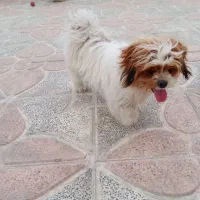 سگ شیتزو ماده