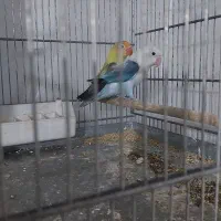 طوطی برزیلی یووینگ سرلاکی|پرنده|قدس, شهرقدس|دیوار