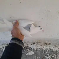 کفتر طاقی|پرنده|کاشان, فاز ۲ ناجی آباد|دیوار