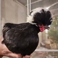 مرغ و خروس لهستانی|حیوانات مزرعه|اصفهان, عسگریه|دیوار