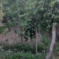 ۳۸۰۰مترباغچه چهاردیواری(سنددار)۳بردرهشتگردایقربلاغ|فروش زمین و ملک کلنگی|هشتگرد, ایقربلاغ|دیوار