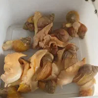 حلزون مولد ونوزاد