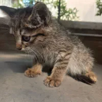 گربه رنگ خاکستری|گربه|تهران, آذربایجان|دیوار