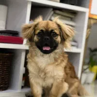 فروش توله سگ