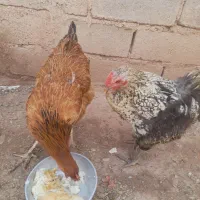 مرغ خانگی تخم گذار