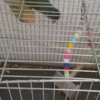 یک جفت کوتوله برزیلی زیبا و قشنگ|پرنده|قم, مجیدیه|دیوار