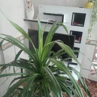گل پاندانوس باپاجوش بسیار یه جورایی بنسای سن10 سال|گل و گیاه طبیعی|مرودشت, ثبت احوال|دیوار