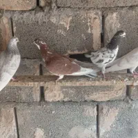 زاغ نرگره وجوجه پرشی|پرنده|میناب, |دیوار