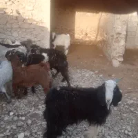 ۳۲راس کهره نر سبک|حیوانات مزرعه|فراشبند, |دیوار