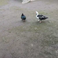 اردک روسی بالغ و جوان