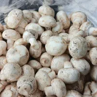 قارچ کیلویی ۱۵۰ ت