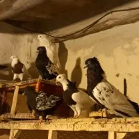 تعدادی حدود ۱۵ ۱۶تاکبوتر بفروش میرسد