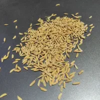 شلتوک بزری ظیغمی درجه یک