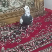 سینه مشهدی|پرنده|مشهد, علی آباد|دیوار