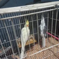 عروس هلندی فروش فوری