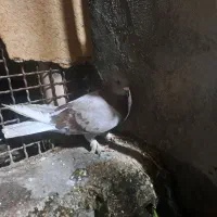 کبوتر پلاکی  مسافتی