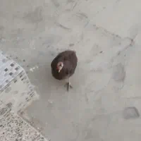 بوقلمون|حیوانات مزرعه|دهدشت, |دیوار