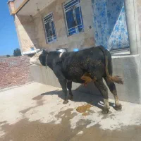 گوساله نر سرک دار گوشتی سمیتال