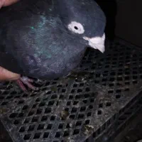 فروش کفتر زاغ|پرنده|ریگان, |دیوار