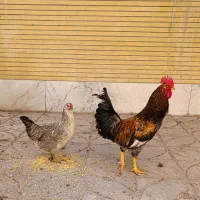 مرغ خروس محلی جوان