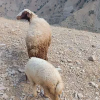 گوسفندجوان 6دانگ با بره بزرگ قیمت 31ملیون 500،بز،