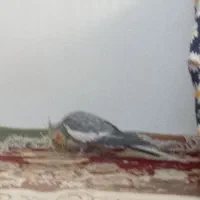 واگذاری عروس هلندی نر با قفس