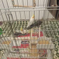 عروس هلندی|پرنده|فارسان, |دیوار