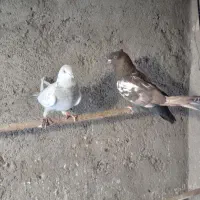 یه جفت نر ماده|پرنده|قم, باغ شازده|دیوار