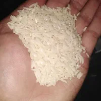 برنج طارم هاشمی کشت امسال