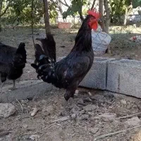 یک جفت مرغ وخروس تازه به تخم اومده زیبا
