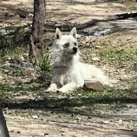 سگ پاکوتا نر نژاد اشپیتز