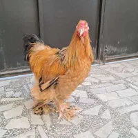 خروس امپراطور نژاد اصیل