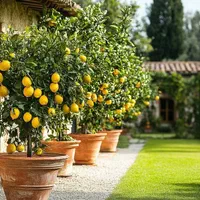 انبه کیوی زردآلو زرشک بلوبری به گلابی|خدمات باغبانی و درختکاری|زابل, |دیوار