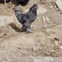 انواع خروس  گوشتی زینتی