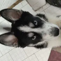 سگ هاسکی نر