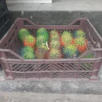 تعدادی گل کاکتوس