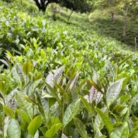 چای دستی بهاره ۱۴۰۵