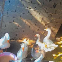 غاز لیندا و دورگه