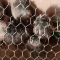 فروش غاز و بلدرچین|حیوانات مزرعه|شاهرود, |دیوار