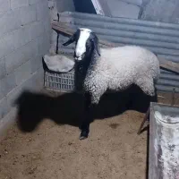 باسلام یک راس بره قوچ نر نژاد شال مست|حیوانات مزرعه|قزوین, |دیوار