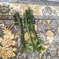 گل طبیعی|گل و گیاه طبیعی|یاسوج, |دیوار