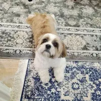 گمشده در شهر نور بلوارپژوهش